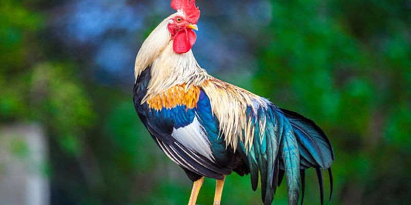 Khám phá bí quyết: Cách xem ngày đá gà tốt nhất để thắng lợi